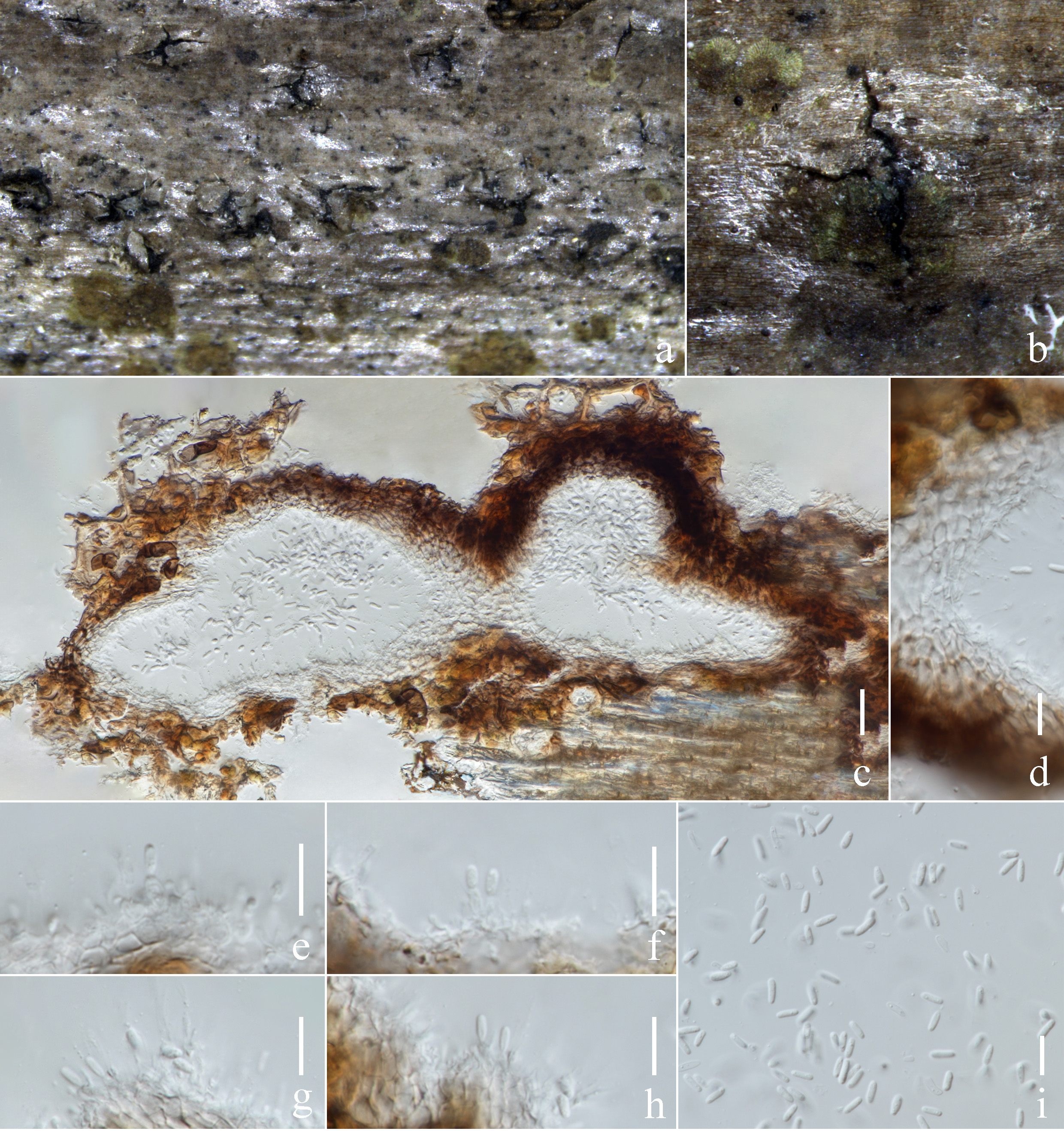 Figure 32